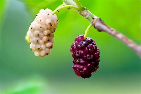 morus alba white mulberry.